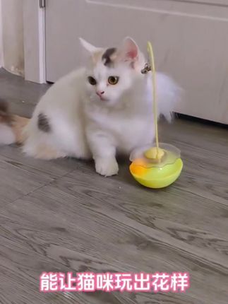 #逗猫棒 #逗猫玩具 #猫咪不倒翁玩具 #不倒翁玩具 #猫咪自嗨玩具