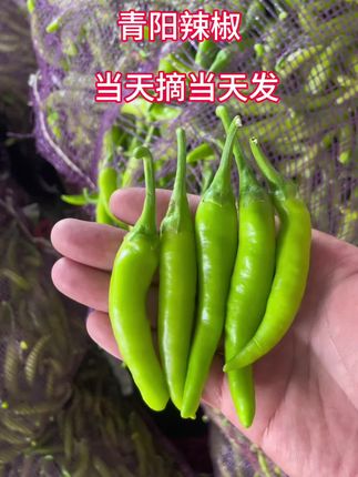 山东地道青阳椒#三农 #绿色蔬菜 #辣椒🌶
