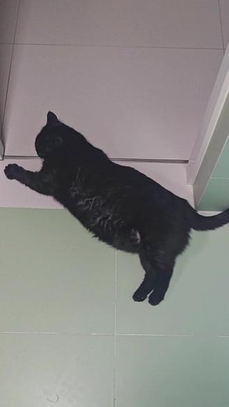 谁家的猪咪呀肚子都裂开了
#猫咪 #黑猫 #猪咪 #萌宠出道计划 #萌宠