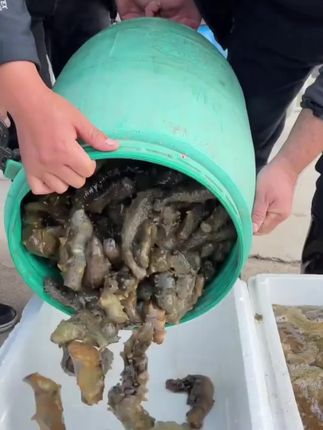 视频同款新鲜即食海参#超便宜超才算#妈呀太香了#即食海参#海参#美食
