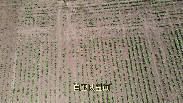 自卫队丑闻!600份军粮埋地下了事,罚一个月工资冤不冤