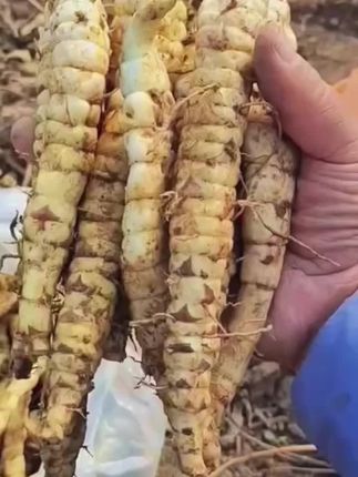 云南虫草地参,其价值堪比人参,可以煲汤,炒菜吃,无硫熏,云南直发#云南虫草参 #虫草参 #地参 #泡酒好材料 #煲汤食材