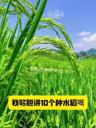 水稻专用配方~虫卵螨一次性搞定的,水稻新型的杀虫剂 #水稻种植 #水稻杀虫剂 #水稻 #水稻稻飞虱
