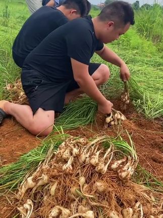 这是农家露天种植的新鲜藠头,个头饱满,去须去叶,现挖现发,炒肉凉拌泡菜都超好吃#藠头可以和什么一起泡 #超好吃 #藠头腌制方法 #藠头 #农村美食