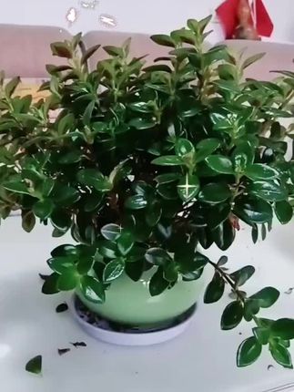金鱼吊兰#绿植 #绿植盆栽 #花卉绿植 #净化空气 #室内绿植