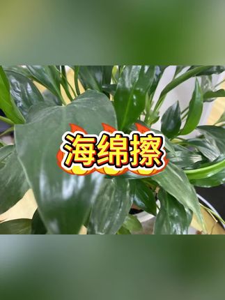 #海绵擦 #洗碗海绵擦 #魔力擦