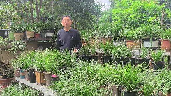 磷酸二氢钾和花多多2号的区别\哪种效果更好#阳台养兰