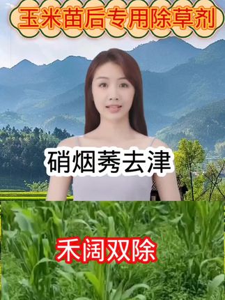 玉米苗后专用除草剂,硝烟莠去津,厂家直销,品质保证