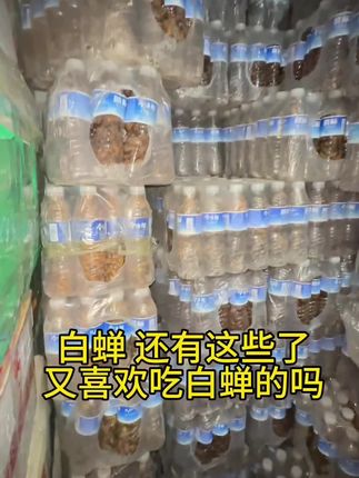 白蝉嫩知了银蝉50只一瓶山东金蝉知了猴蝉蛹油炸昆虫#知了 #金蝉 #蝉蛹