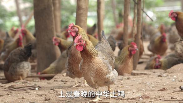 上过春晚的中华土鸡,到底有什么来头?今年春晚,#中华土鸡养殖合作社 意外走红。中华土鸡,吃的是中国味,品的是乡村振兴的甜头。#天农 也在努力,十几年如一日地坚守!只为这口纯正的中国味!#年味从这只清远鸡开始 #天农清远鸡 #过年吃好鸡天农清远鸡 #凤中皇高端清远鸡