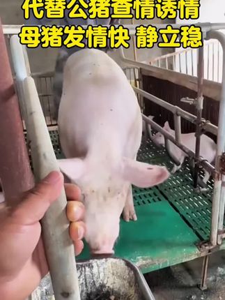 #公猪气味剂 #代替公猪 #母猪不发情