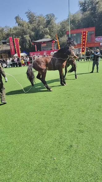 2026年现场直播赛马比赛!