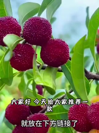 (带土带叶)东魁杨梅树苗嫁接大果早熟适合南北方种植当年结果