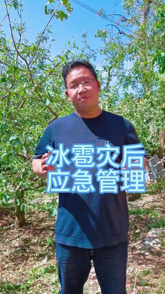 冰雹灾后应急管理方案推荐! #冰雹#昭通旺丰农业科技有限公司 #自然灾害