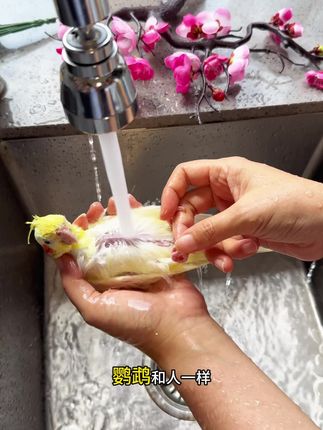 每个月安排一次大澡,入味除臭还止痒,鸡味儿没有,身上不痒脾气都变好了#鹦鹉 #小鸟洗澡 #鹦鹉专用沐浴露 #鹦鹉沐浴露