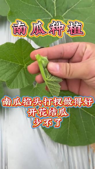 南瓜掐头打杈做得好,开花结瓜少不了#南瓜#南瓜种植#南瓜种植技术#贝贝南瓜 #南瓜种植技巧
