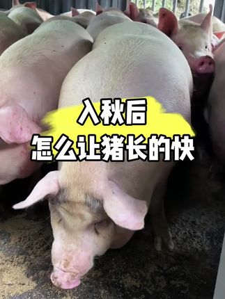 入秋后怎么让猪长的快#养猪场 #科学养猪#散养猪#养猪知识