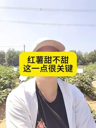 红薯甜不甜这点很关键 红薯在8月份以后,薯块膨大速度快,但红薯更需要增加颜色和口感#美薯宝 #薯帮主 #唐山烟薯