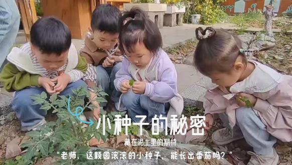 小朋友种番茄的样子真的太治愈了:埋种子时特意插了自己画的 “番茄宝宝家” 小牌子,泥土沾在指尖也笑得一脸开心;雨天会趴在窗边盯着种植区,担心雨水打弯小苗;晴天就蹲在旁边和番茄说悄悄话,还会数 “今天又长了几片新叶”。
等青番茄慢慢变成红灯笼似的,孩子们小心翼翼地摘下来,有人特意把最大的番茄放在盘子中间,说 “要留给大家一起吃”,摸着手心里软乎乎的果实,眼睛都亮了。洗干净切好后,大家你一言我一语提议撒白糖,每个人都捏一点糖轻轻撒上去,最后围着盘子用手抓着吃,指尖沾了糖也不在意,边嚼边点头说 “这是我们自己种的,比家里的还甜呢”。
这种亲手照料、一起分享的小美好,大概就是童年最鲜活的样子,也藏着自然教育最温柔的意义。
#种植的小快乐 #幼儿园自然课 #番茄的治愈时光 #黄甲蓝天幼儿园
