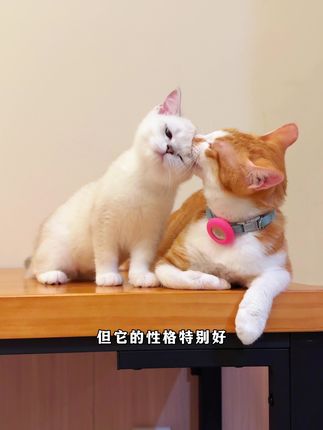 小锋小志的猫咪小院