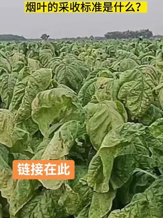 烟叶的采收标准是什么?#烤烟 #烤烟种植技术与管理