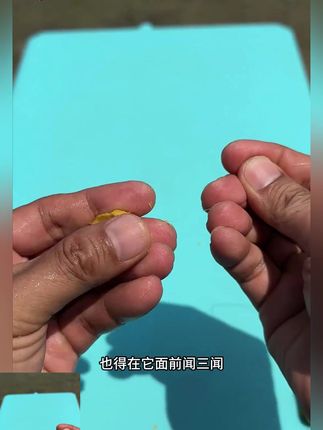#鱼饵料 #鱼饵料推荐 #饵料 #饵料推荐 #钓鱼用品 Xibu feng/西部风老坛甜薯原浆甜薯玉米粉碎搓饵打窝垂钓一包搞定