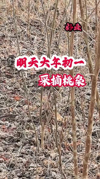 #好业 #桃枭 #户外探险 #自然美景 明天大年初一,采摘桃枭。