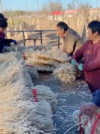 传统工艺 值得信赖的产品#纯红薯粉条 #红薯粉条