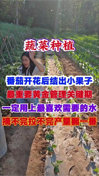 番茄开花后结出小果子,最重要黄金管理关键,一定用上最喜欢最需要的水,一整季健康没病害,摘不完拉不完产量翻一番#西红柿#番茄种植##番茄高产#瓜果蔬菜#蔬菜种植