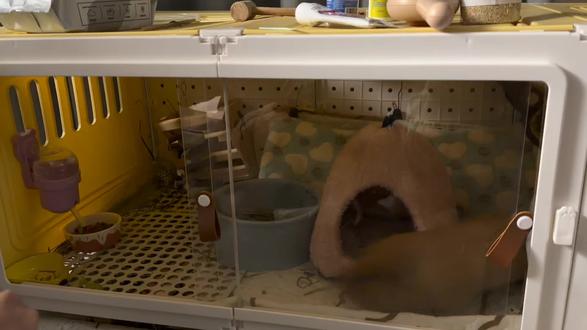 听到这声音好像打开了开关哈哈哈#动物迷惑行为 #宠物出道计划 #荷兰猪 #宠物