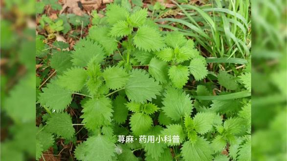 #你们家乡有这种植物吗#家门口的草药