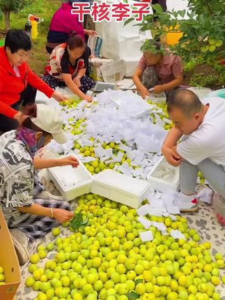 #黄李子 #新鲜采摘 #快来一起尝个鲜