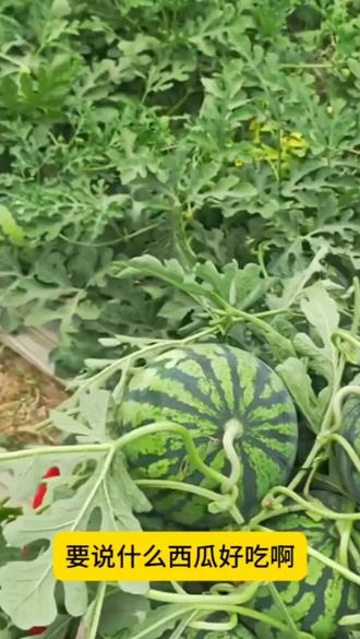 8424麒麟少籽西瓜种子无籽特大正宗巨型甜王南方四季蔬菜水果种孑 #好物推荐🔥 #麒麟西瓜种子