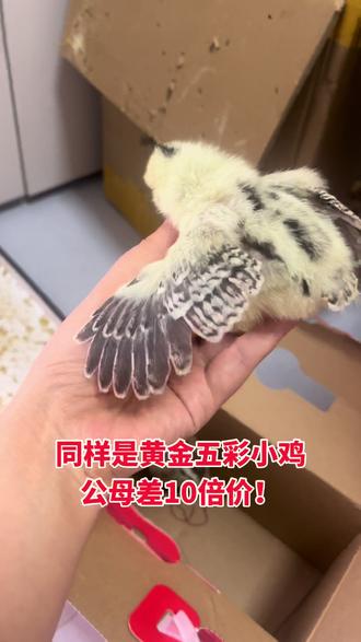 黄金五彩小鸡辩公母,一招搞定,据说百分之九十的新手都踩过坑,朋友们你们经历过没#养鸡日常#黄金五彩公鸡 #种蛋