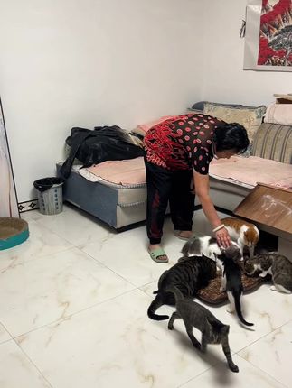 猫猫开始吃饭了 肚子又吃的饱饱的#猫粮