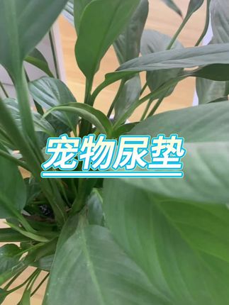 #宠物尿垫 #尿垫 #吸水尿垫