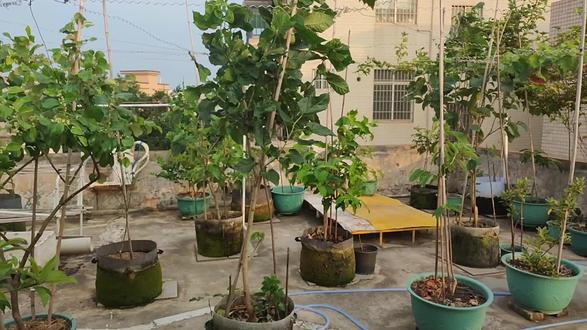 四季桑葚嫁接长果桑,方块芽接,操作简单易学,成活率高,适合新手。。。#记录我的种植生活 #盆栽 #种植的乐趣