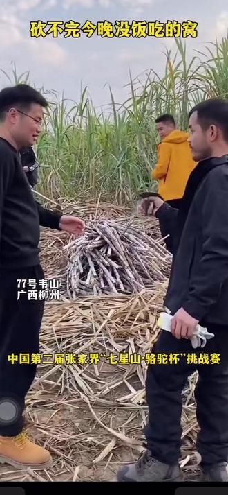 都说老表回到柳州了,怎么还一点动静都没有,原来是忙着带兄弟们去砍甘蔗@荒野韦山 @开荒牛(荒野老陆) #广西砍甘蔗 #砍甘蔗