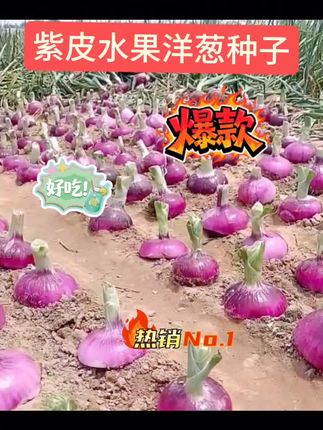 @静思好物,紫皮水果洋葱种子,家庭阳台小院盆栽地裁四季种植,#洋葱种子,口感非常好丨