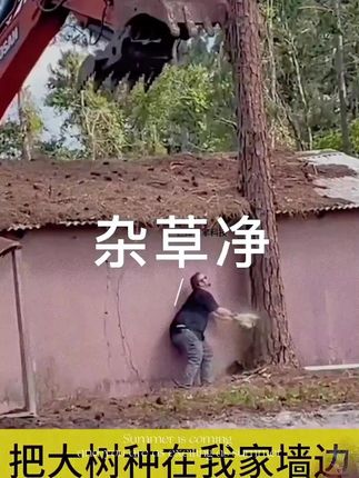 #除大树 #环嗪酮除大树竹子灌木杂草 #环嗪酮 #除草剂