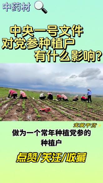 中央一号文件对我们党参种植户有什么影响?#新农人计划 #中央一号文件 #党参种植 #助力三农