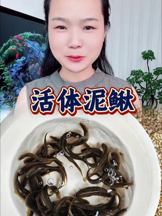 #泥鳅精品苗 #渔厂直发 #条条健壮 价格滑算 #卖相好 #营养丰富