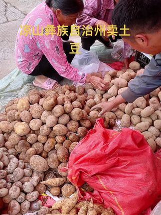 凉山彝族高山种植土豆,粉粉糯糯香香面面的,全家人的最爱。