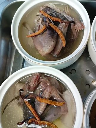 冬虫草炖乳鸽