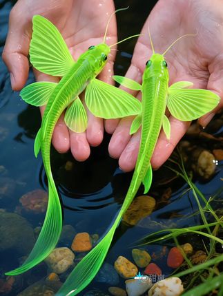 #蝶翼斑马鱼#水族爱好者 #观赏鱼 #养鱼日记 #鱼缸里的大自然