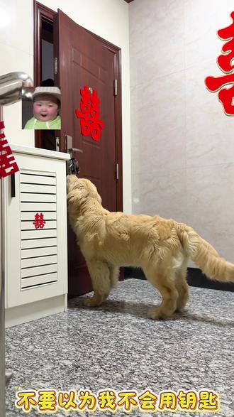 为什么不让我进房间#萌宠出道计划 #金毛 #宠物vlog