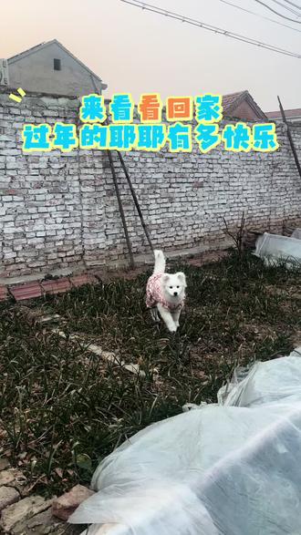 #记录狗狗的日常生活 #农村萌宠 带狗回家过年#萨摩耶 #狗狗玩耍 #农村小狗