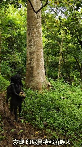 惊呆了,在野外发现,印尼曼特部落族人!#野人 #原始部落 #原始部落生活 #原始人 #印度尼西亚