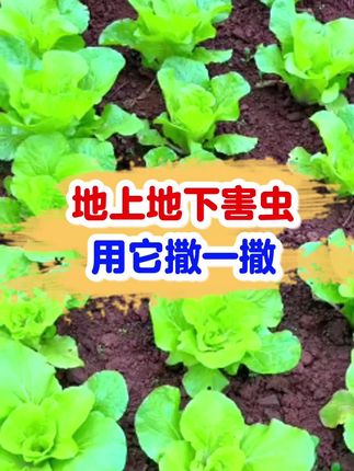 萝卜白菜小青菜种植,用他撒一撒#农业种植 #白菜种植 #氯虫苯甲酰胺 #萝卜种植 #立秋种菜
