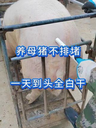 母猪身上脏的一定要试试这个方法#养猪人不容易 #养猪知识分享 #养猪小妙招 #养猪技术经验分享 #养猪技术